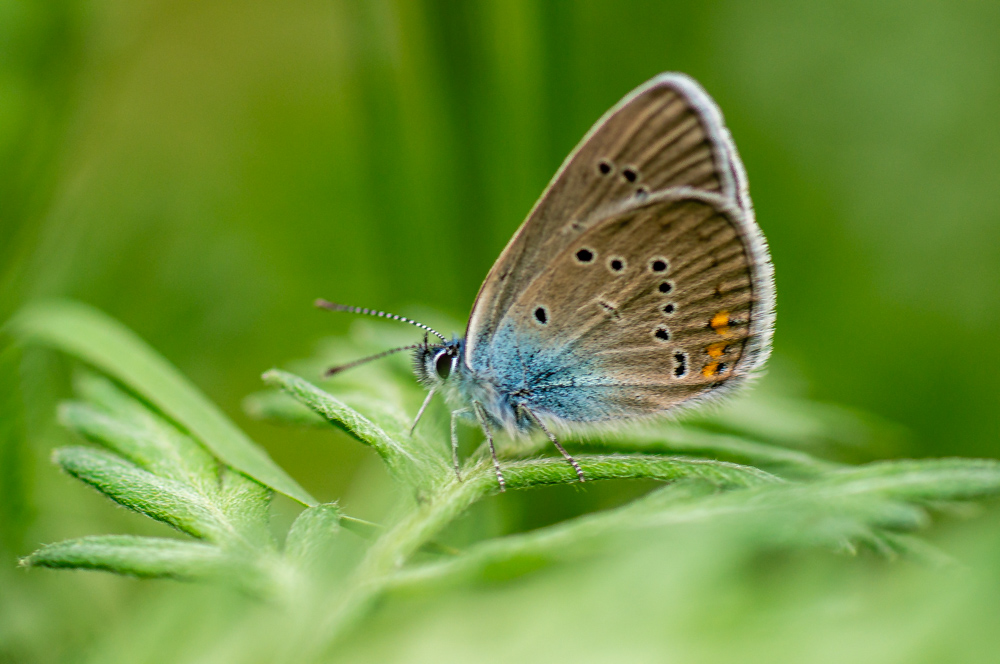 Çokgözlü Güzel Mavi (Polyommatus bellis)