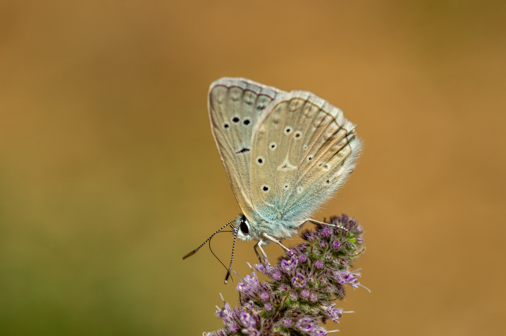 Çokgözlü Dafnis (Polyommatus daphnis)