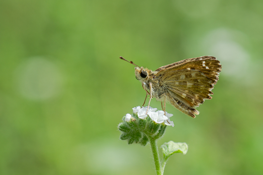 Hatmi Zıpzıpı (Carcharodus alceae)