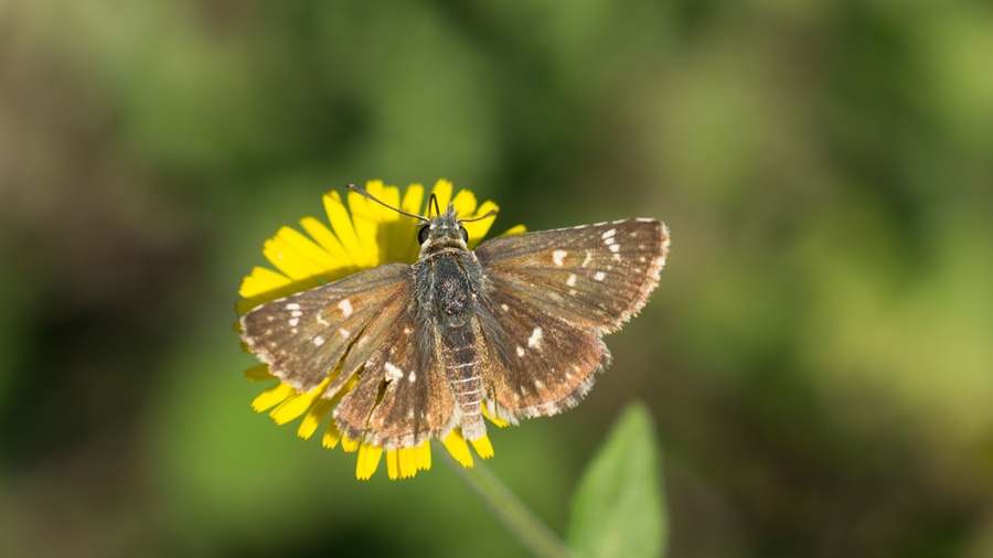 Kızıl Zıpzıp (Spialia orbifer)