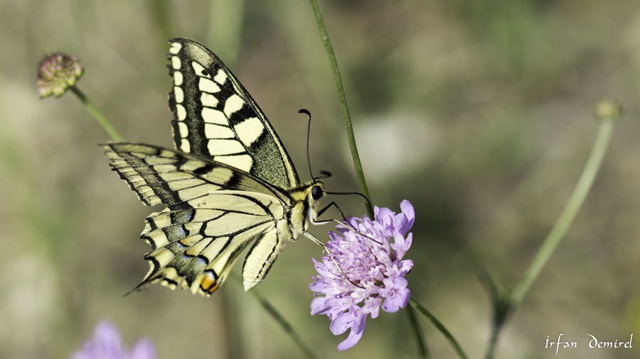 Kırlangıçkuyruk (Papilio machaon)