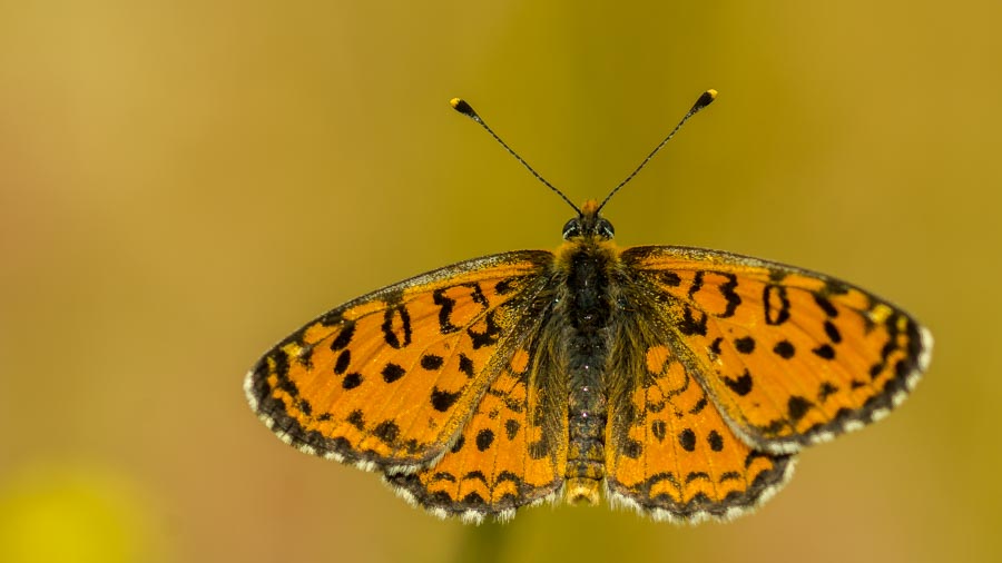 Güzel İparhan (Melitaea trivia)