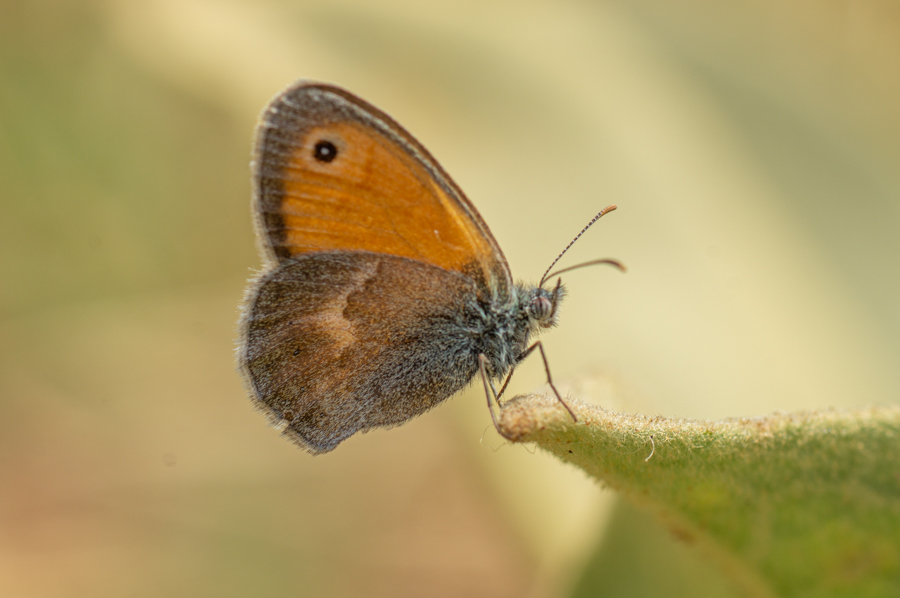 Küçük Zıpzıp Perisi (Coenonympha pamphilus)