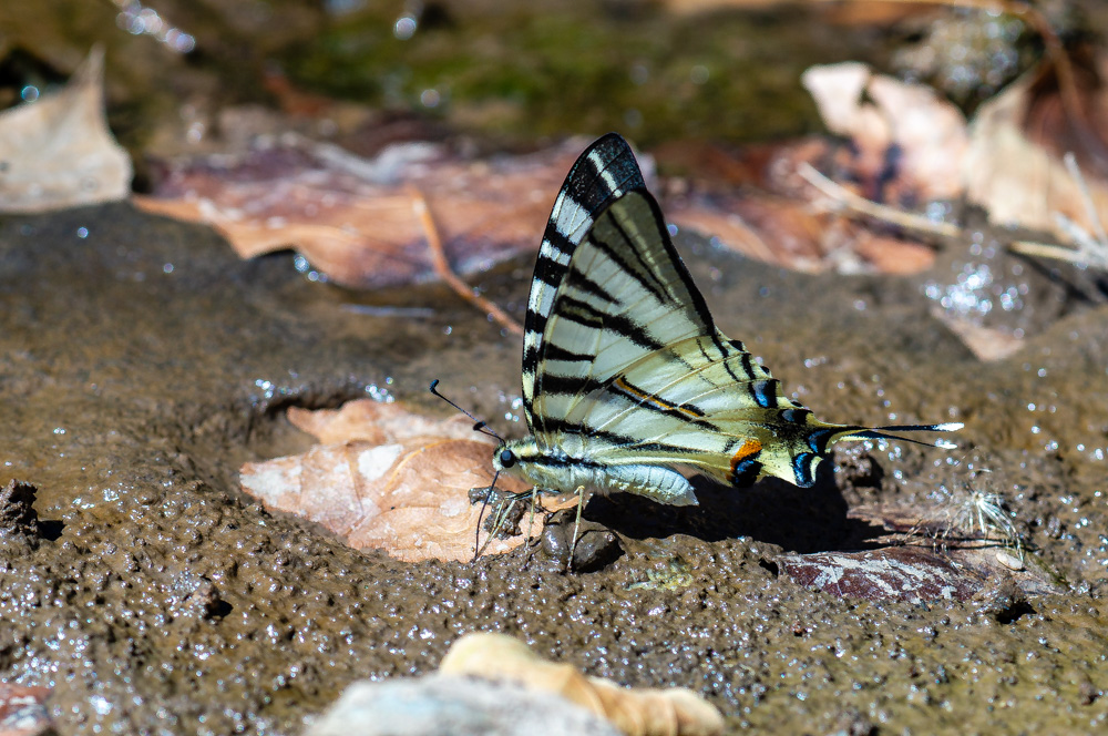 Erik Kırlangıçkuyruğu (Iphiclides podalirius)