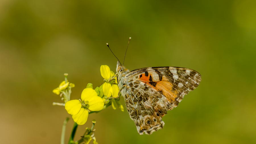 Diken Kelebeği (Vanessa cardui)