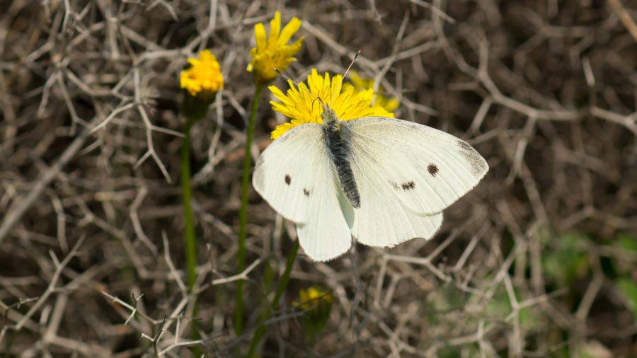 Küçük Beyazmelek (Pieris rapae)