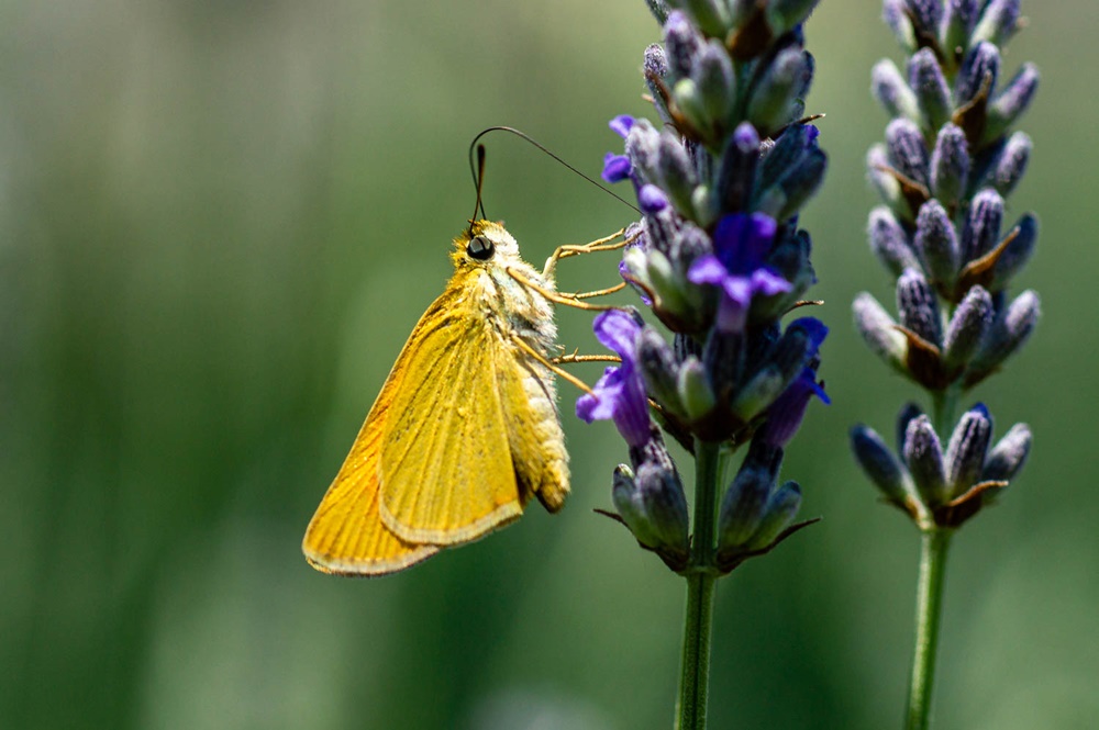 Sarı Antenli Zıpzıp (Thymelicus sylvestris)