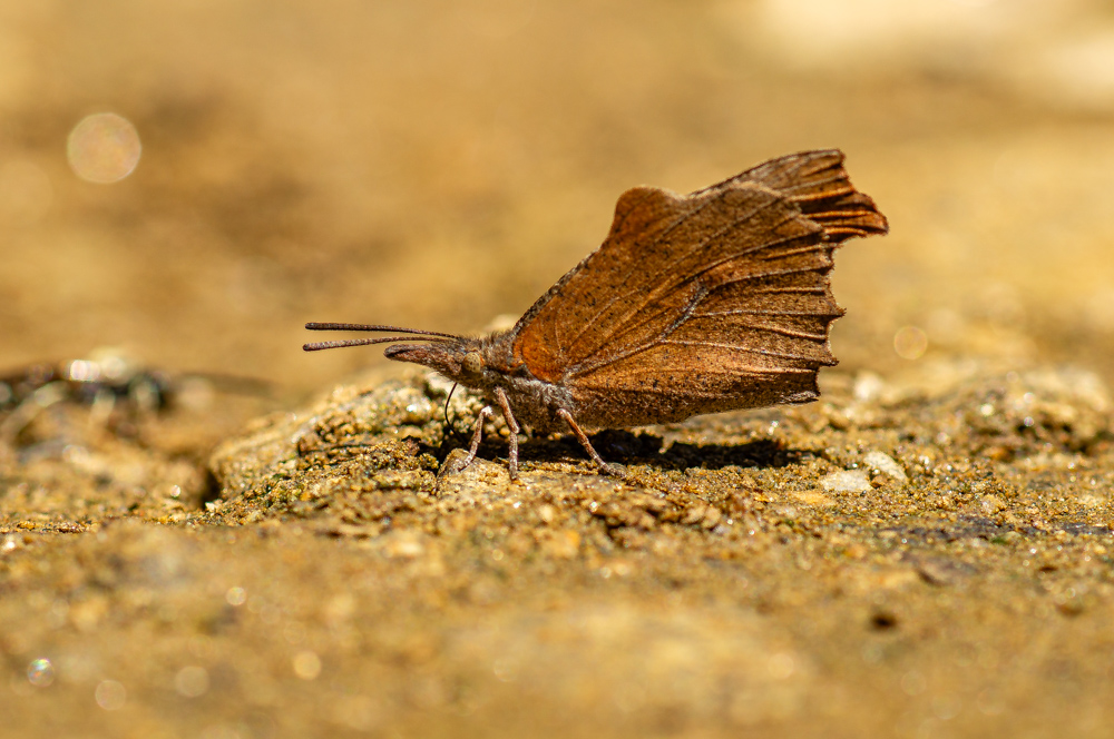 Çitlembik Kelebeği (Libythea celtis)