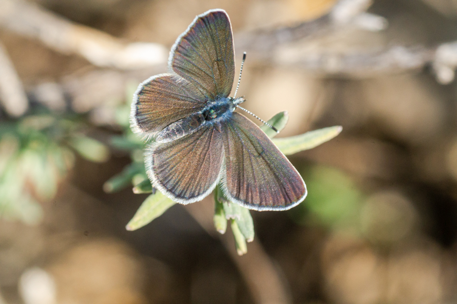 Karagöz Mavisi (Glaucopsyche alexis)