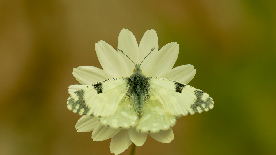 Dağ Oyklösü (Euchloe ausonia)