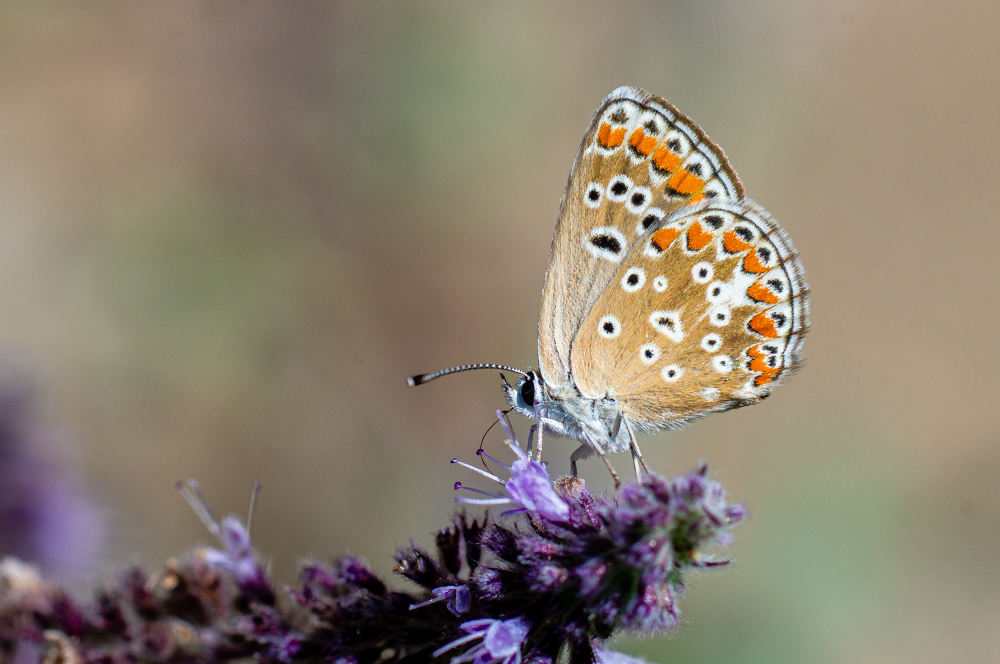 &Ccedil;okg&ouml;zl&uuml; Esmer (Aricia agestis)
