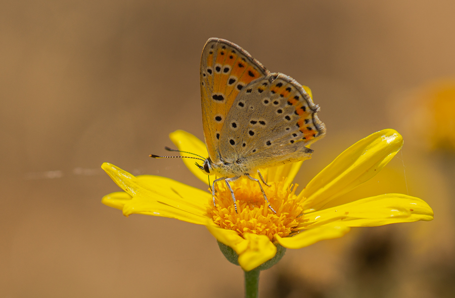K&uuml;&ccedil;&uuml;k Ateş G&uuml;zeli (Lycaena thersamon)