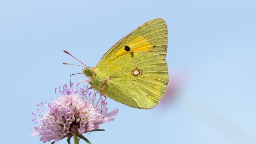 Sarı Azamet (Colias crocea)