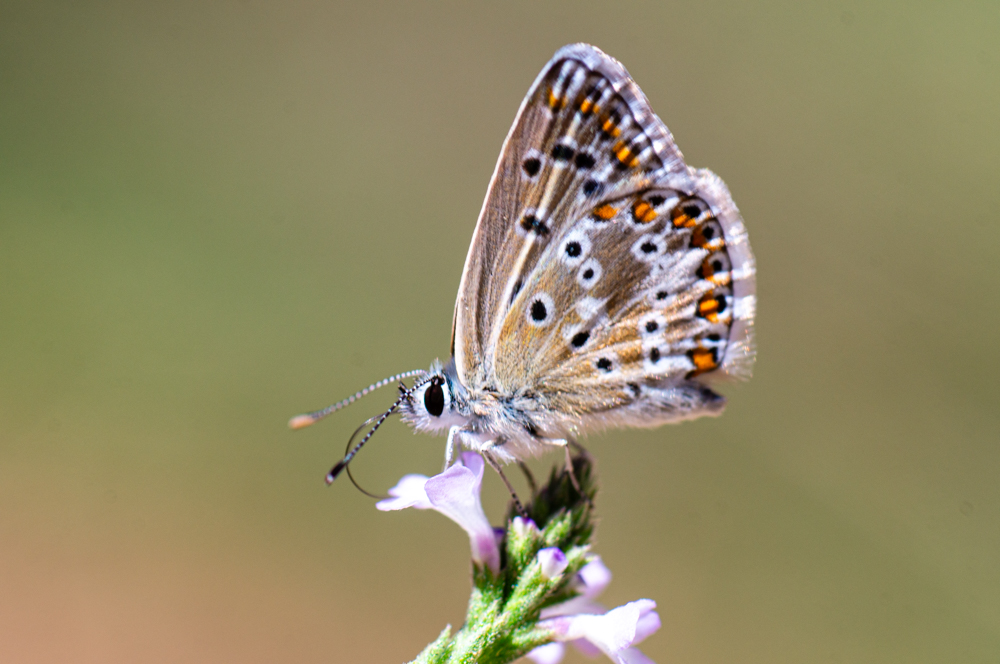 Çokgözlü Balkan Mavisi (Aricia anteros)