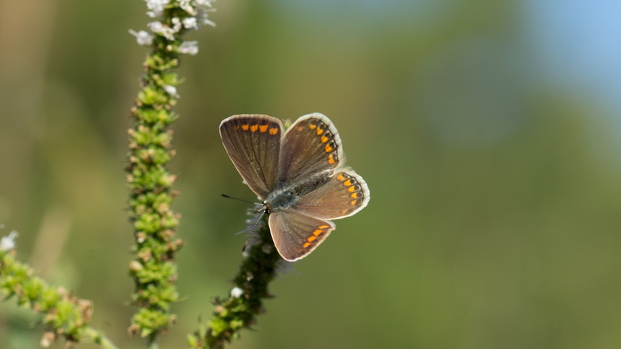 Çokgözlü Mavi (Polyommatus icarus)
